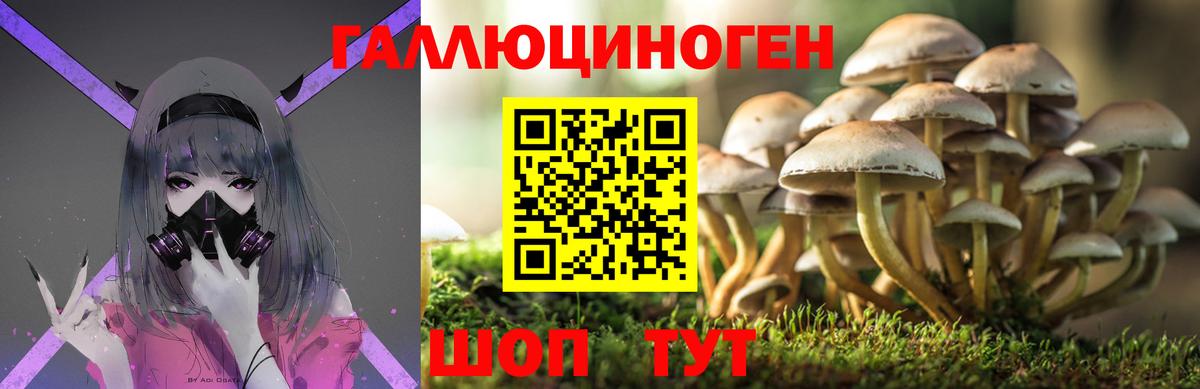 Псилоцибиновые грибы Psilocybe Псков